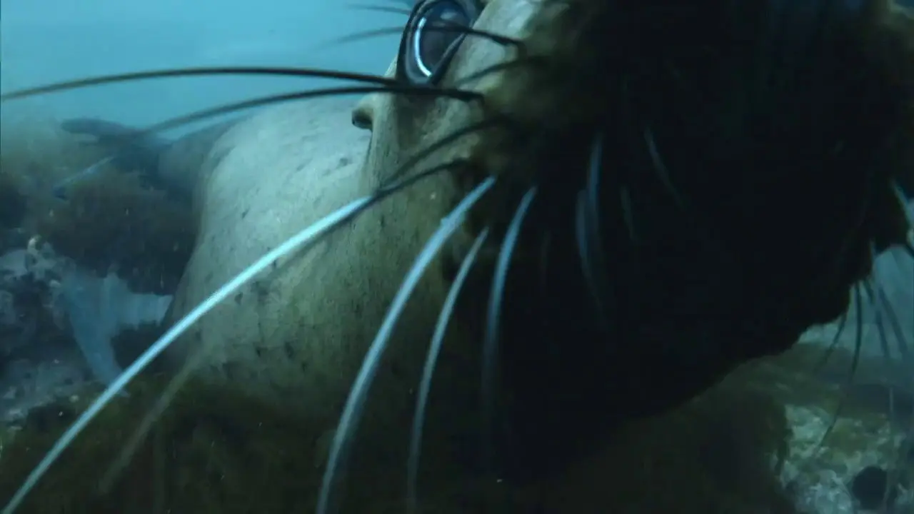 The Old Man and the Sea Lion backdrop