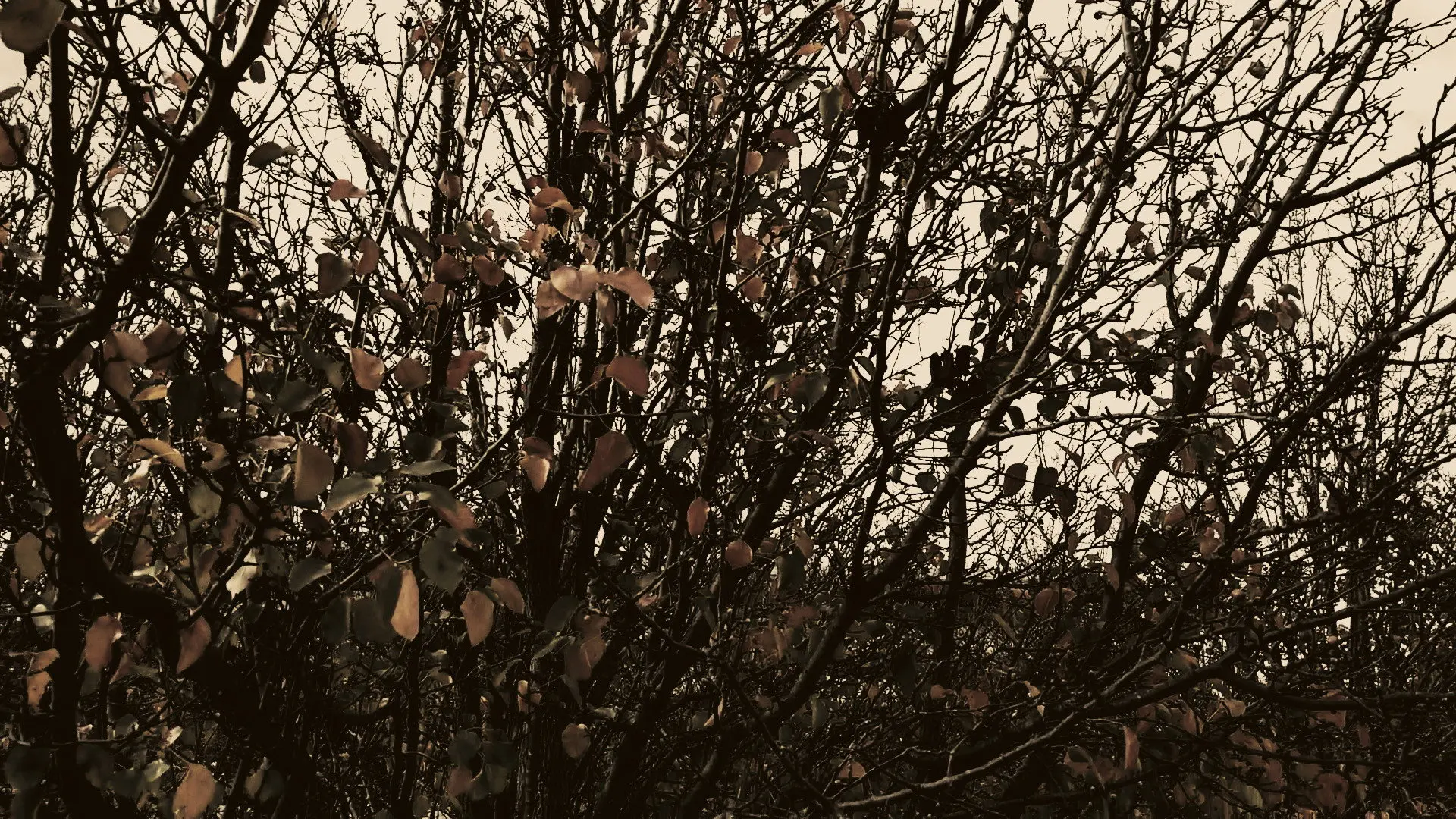Meshes of an Autumn Afternoon backdrop