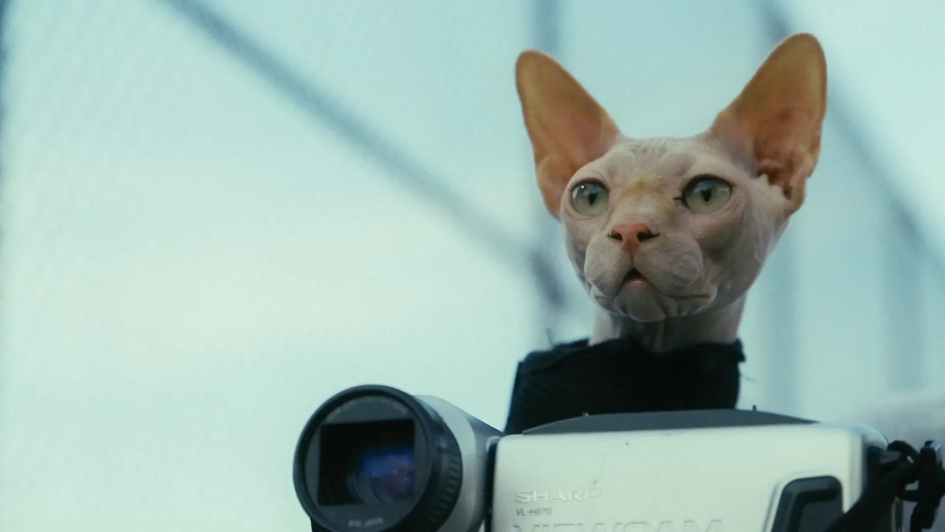 Don't Come Home Before Midnight backdrop