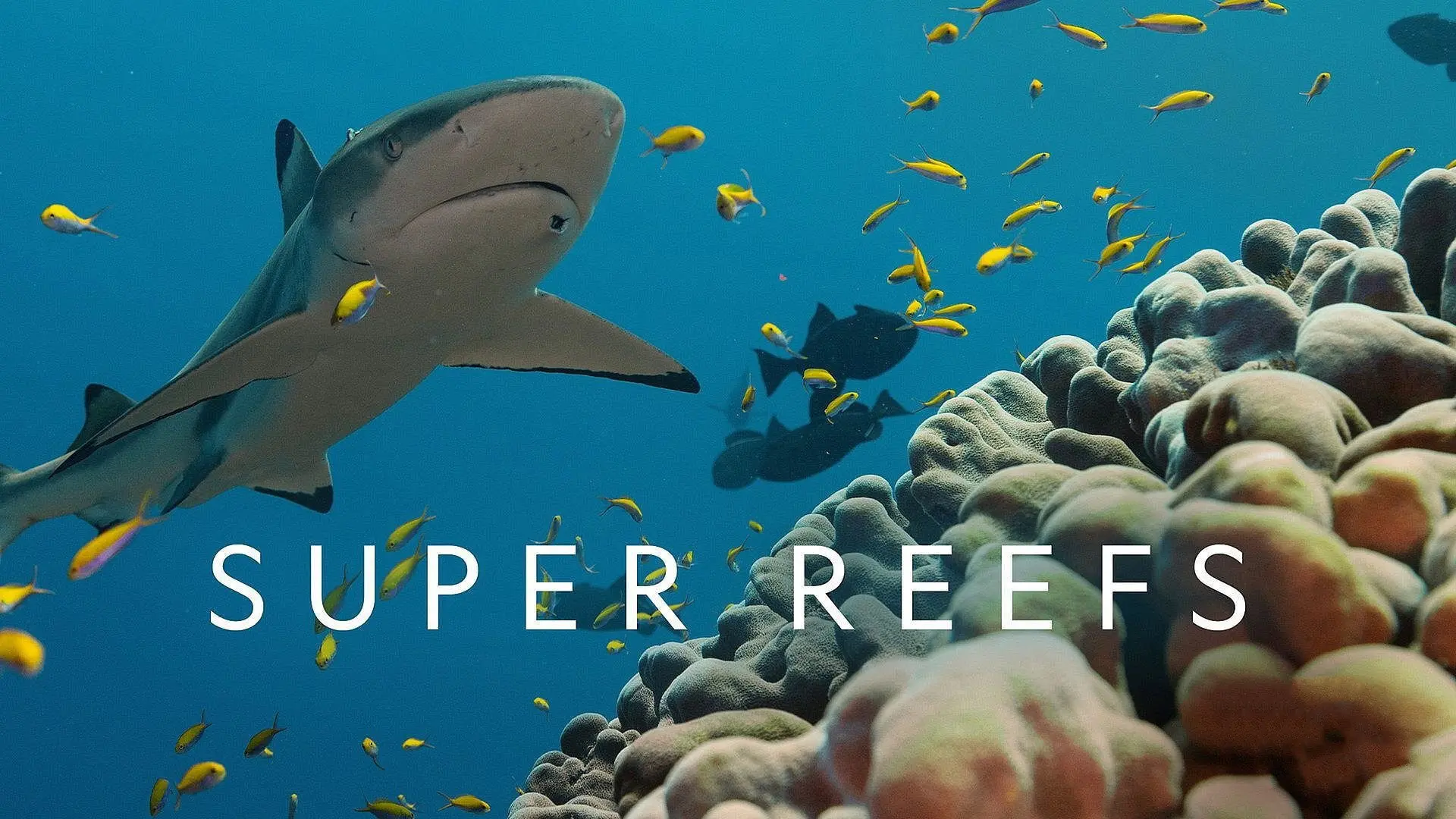 Super Reefs backdrop