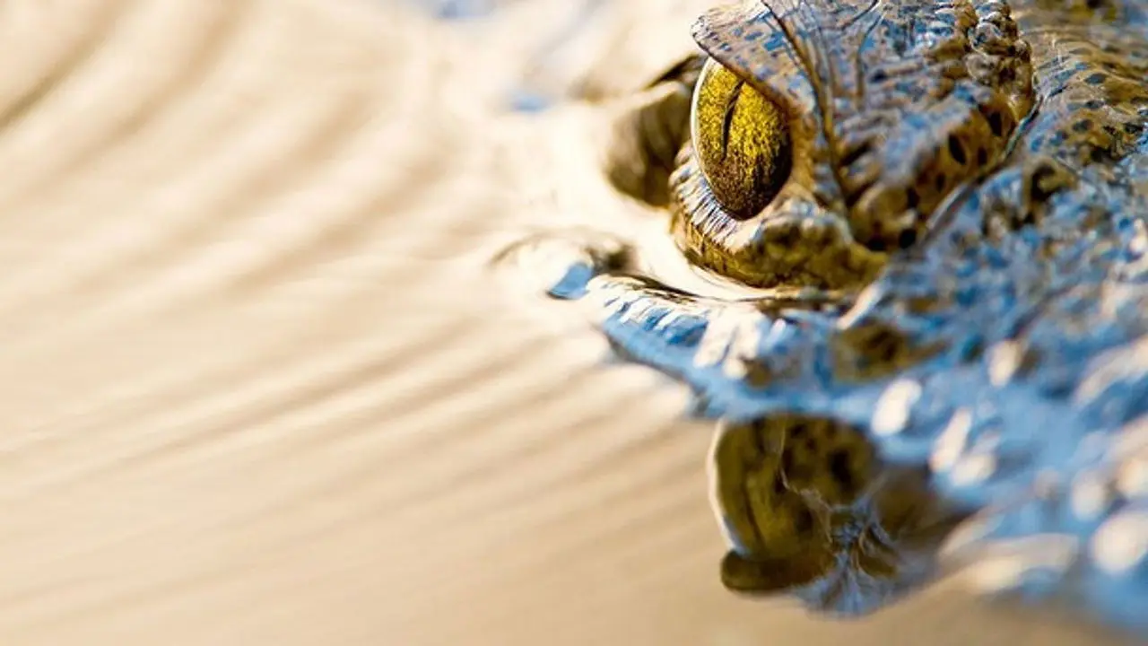 Reptile Kingdom backdrop