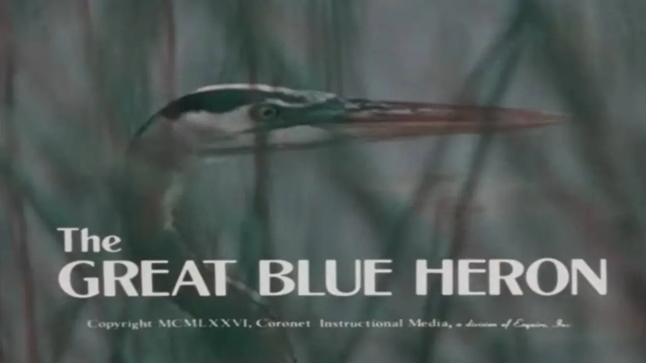 The Great Blue Heron backdrop