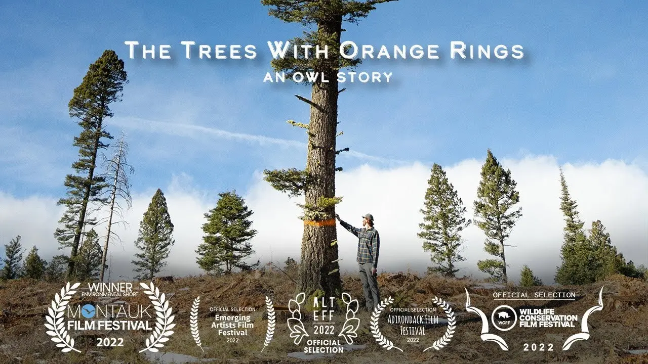 The Trees with Orange Rings backdrop