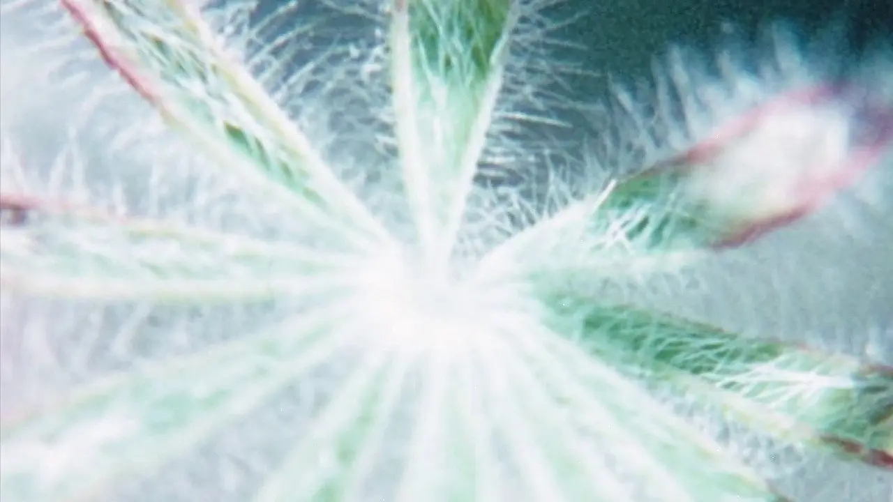 Glimpse of the Garden backdrop