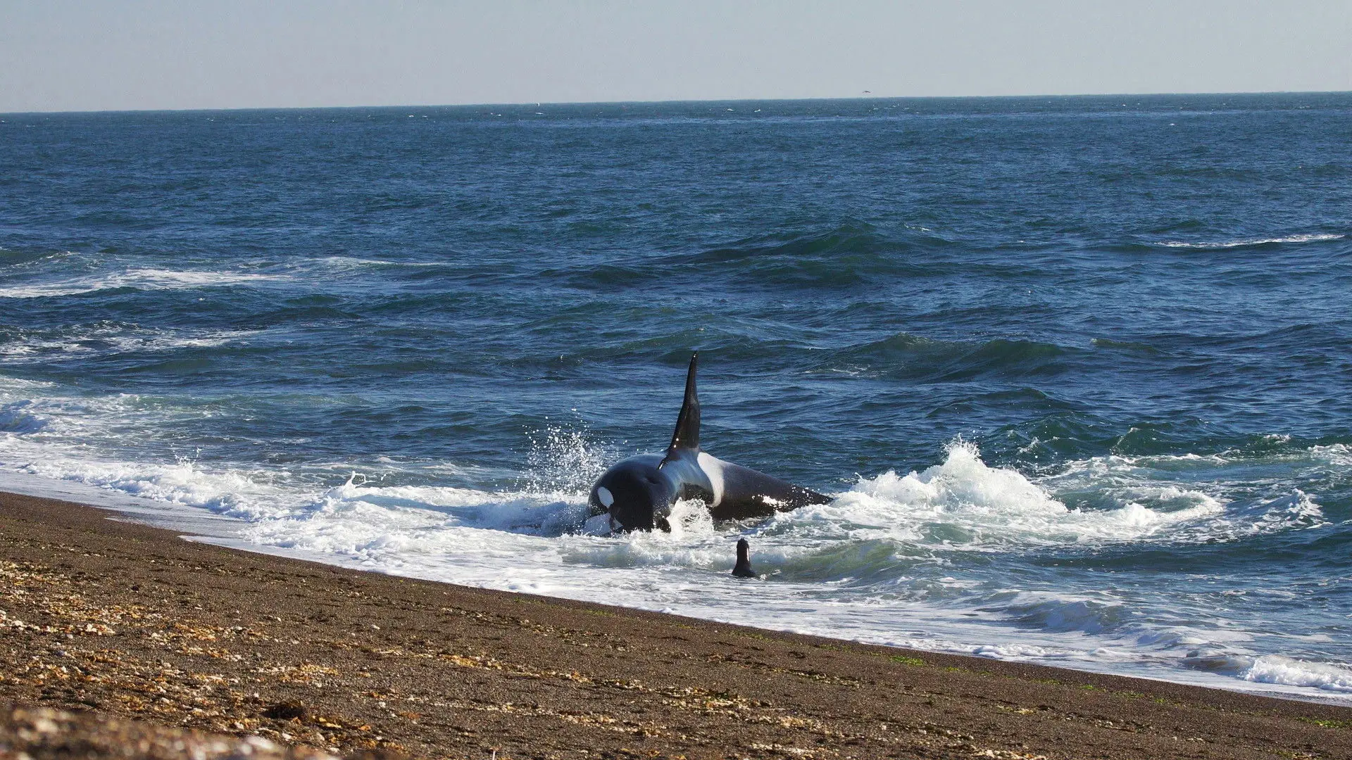 World's Deadliest Whale backdrop