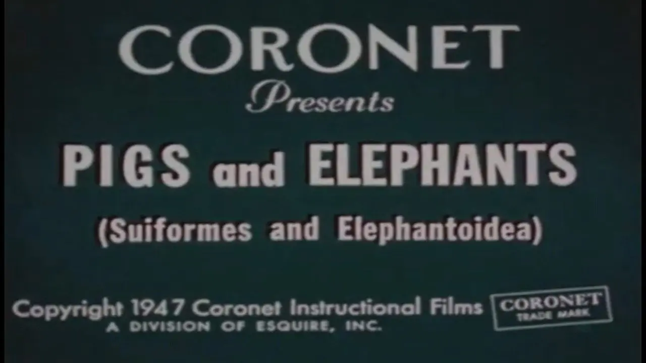 Pigs and Elephants (Suiformes and Elephantoidea) backdrop
