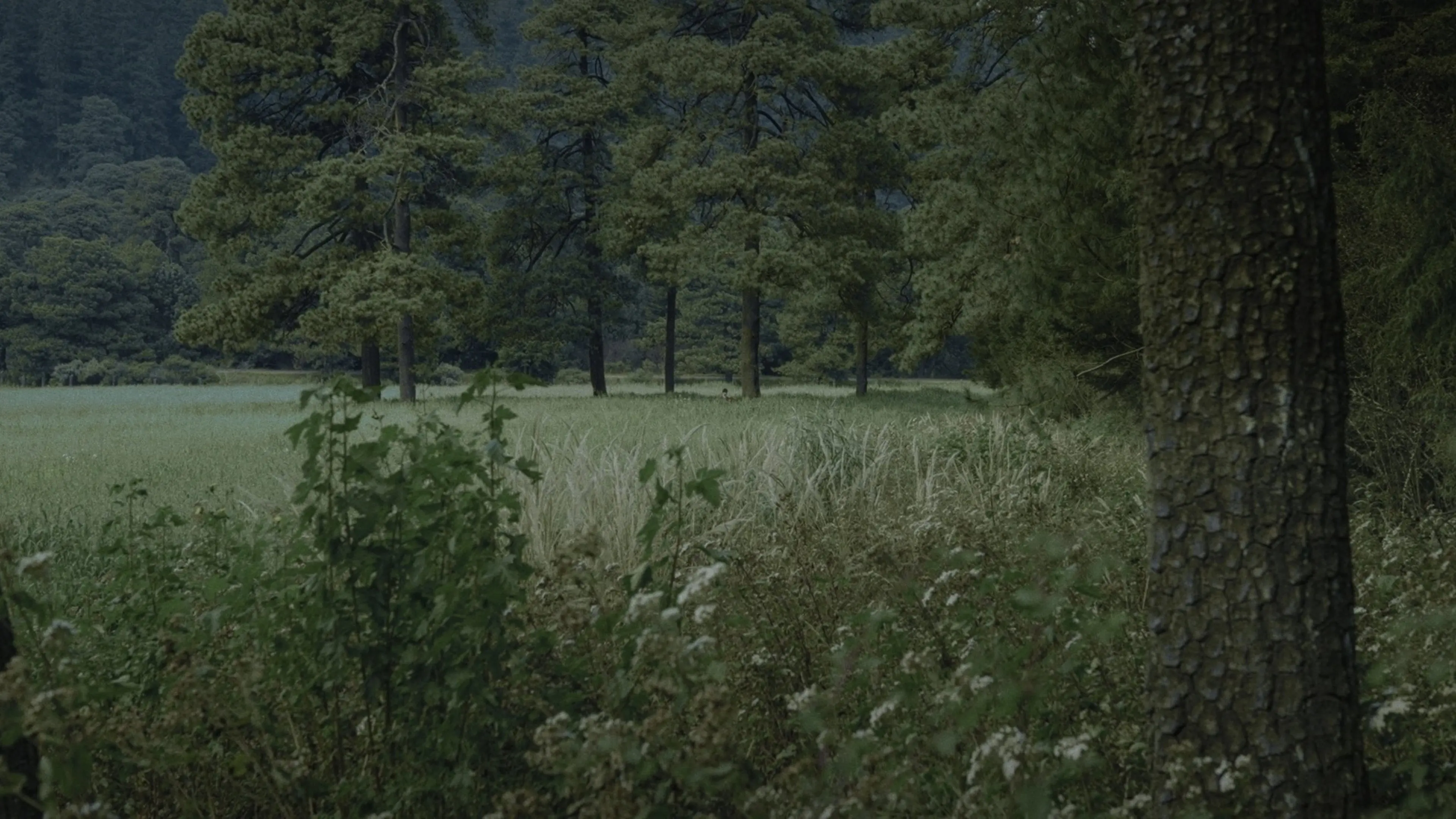 Para atrapar el viento backdrop