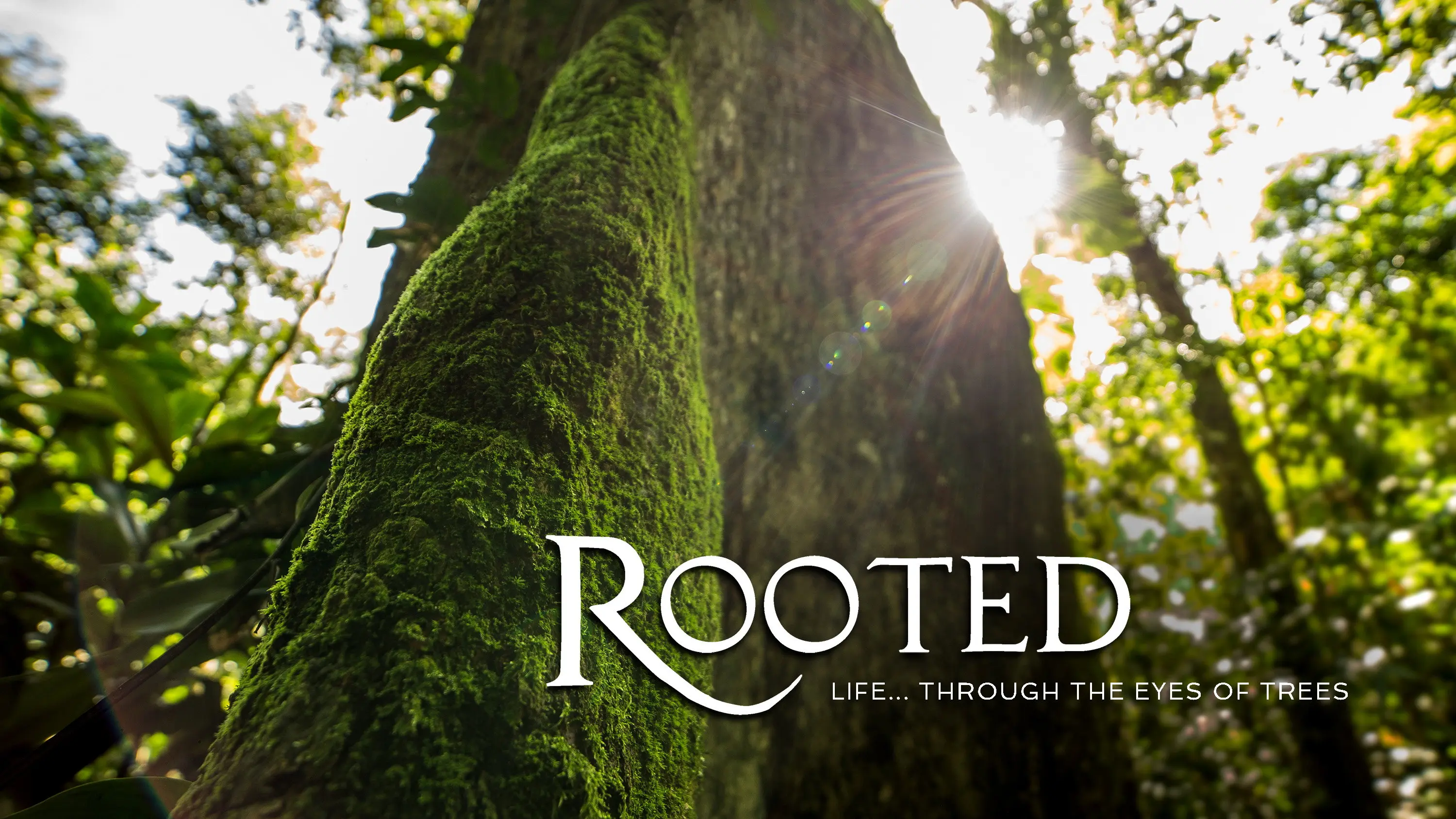 Rooted backdrop