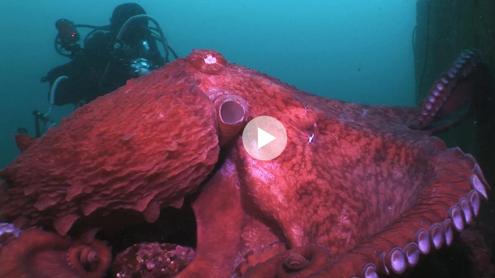 Animal Instincts - When Monsters Call - The Bizarre Water-World of Noto Peninsula, Japan backdrop