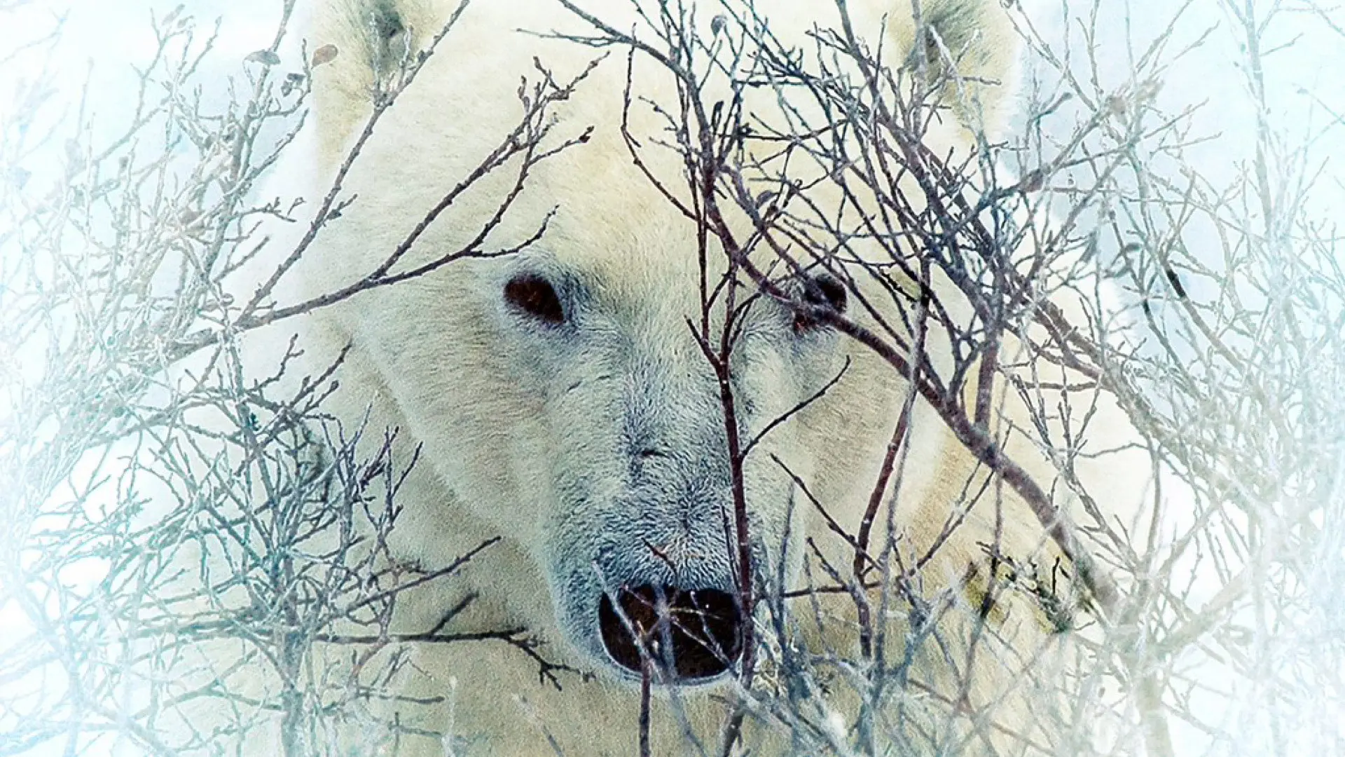 Where the Polar Bears Wait backdrop