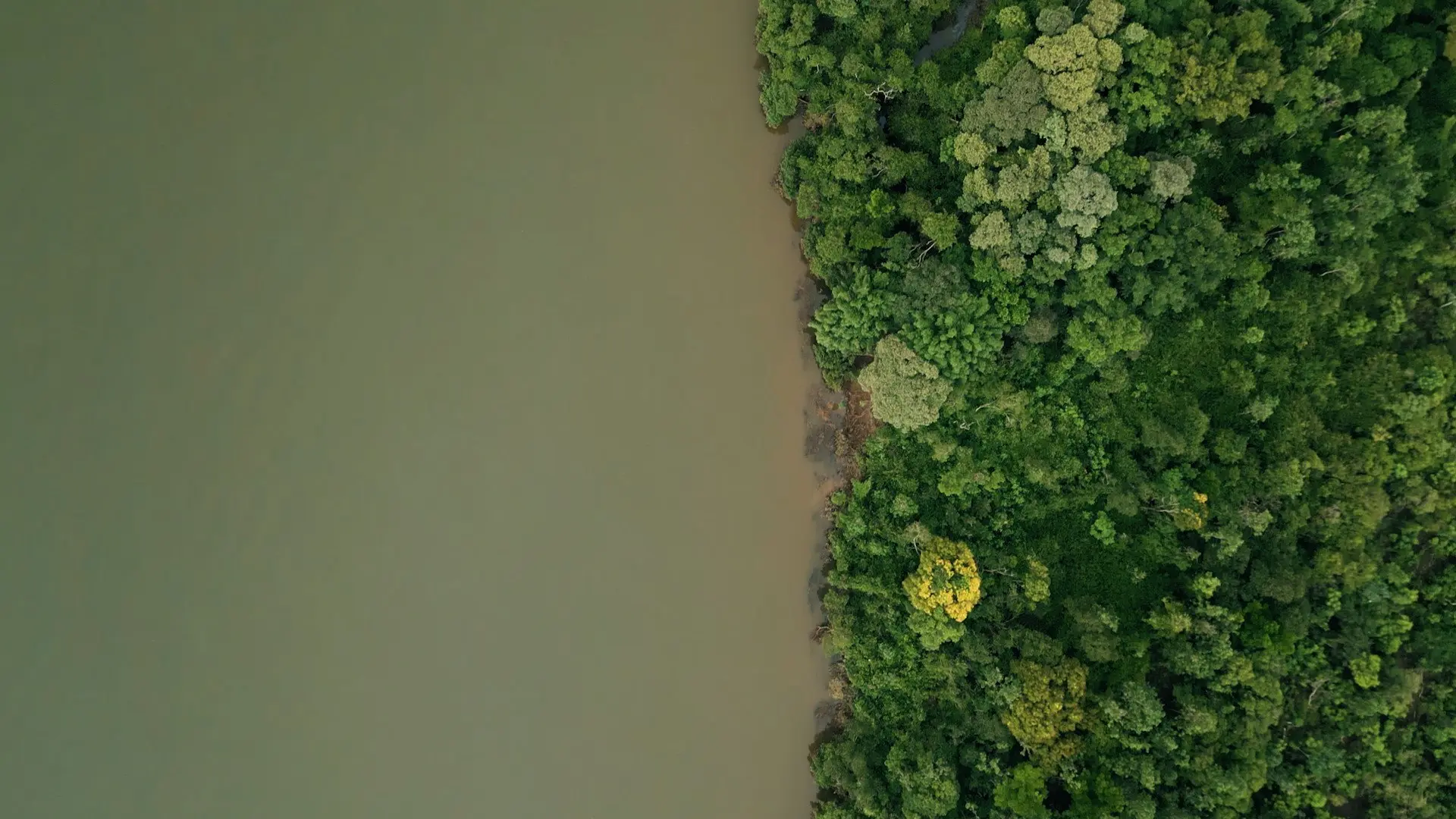DAMS AMONG US backdrop