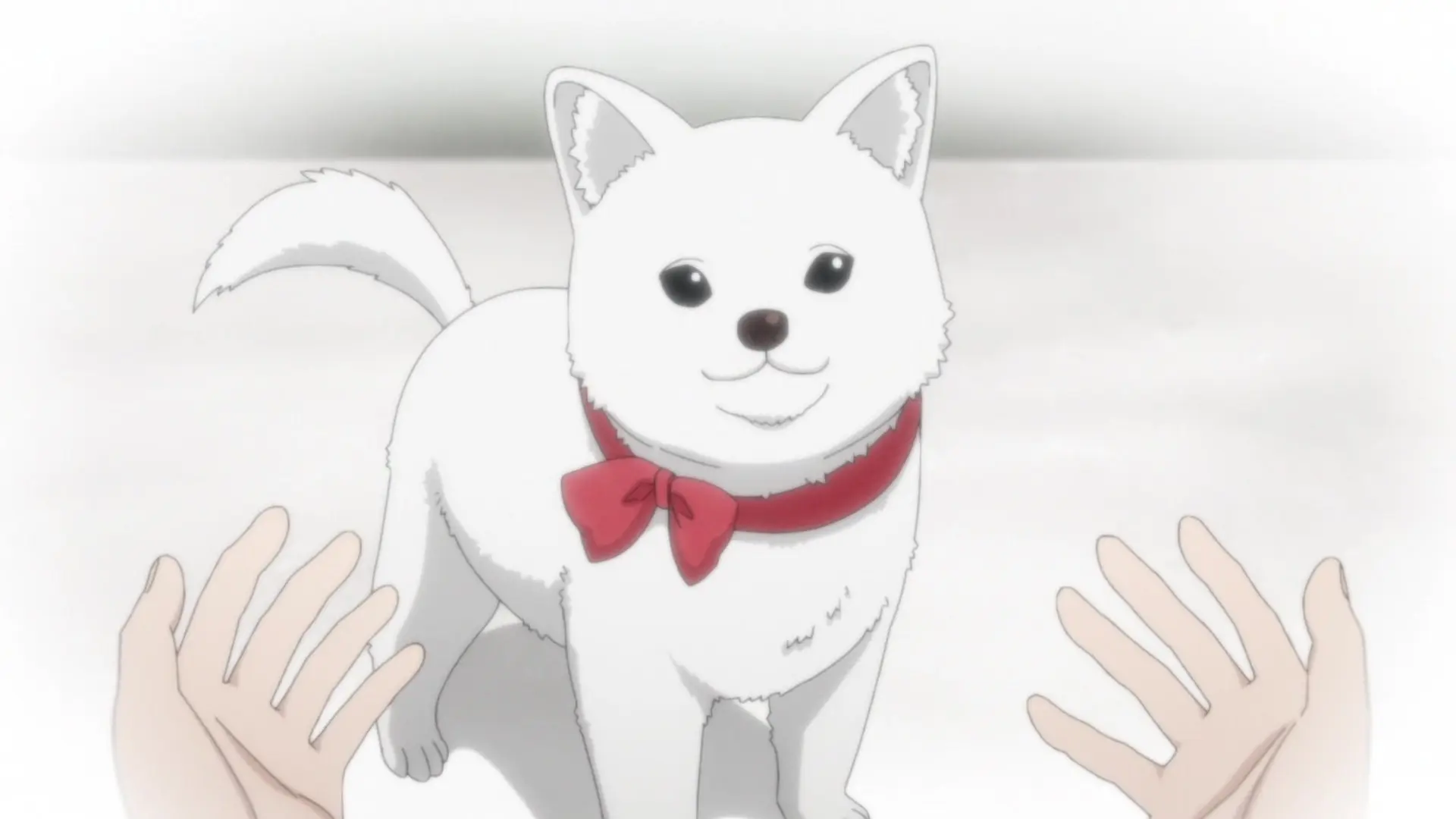 Kinokoinu Mushroom Pup backdrop