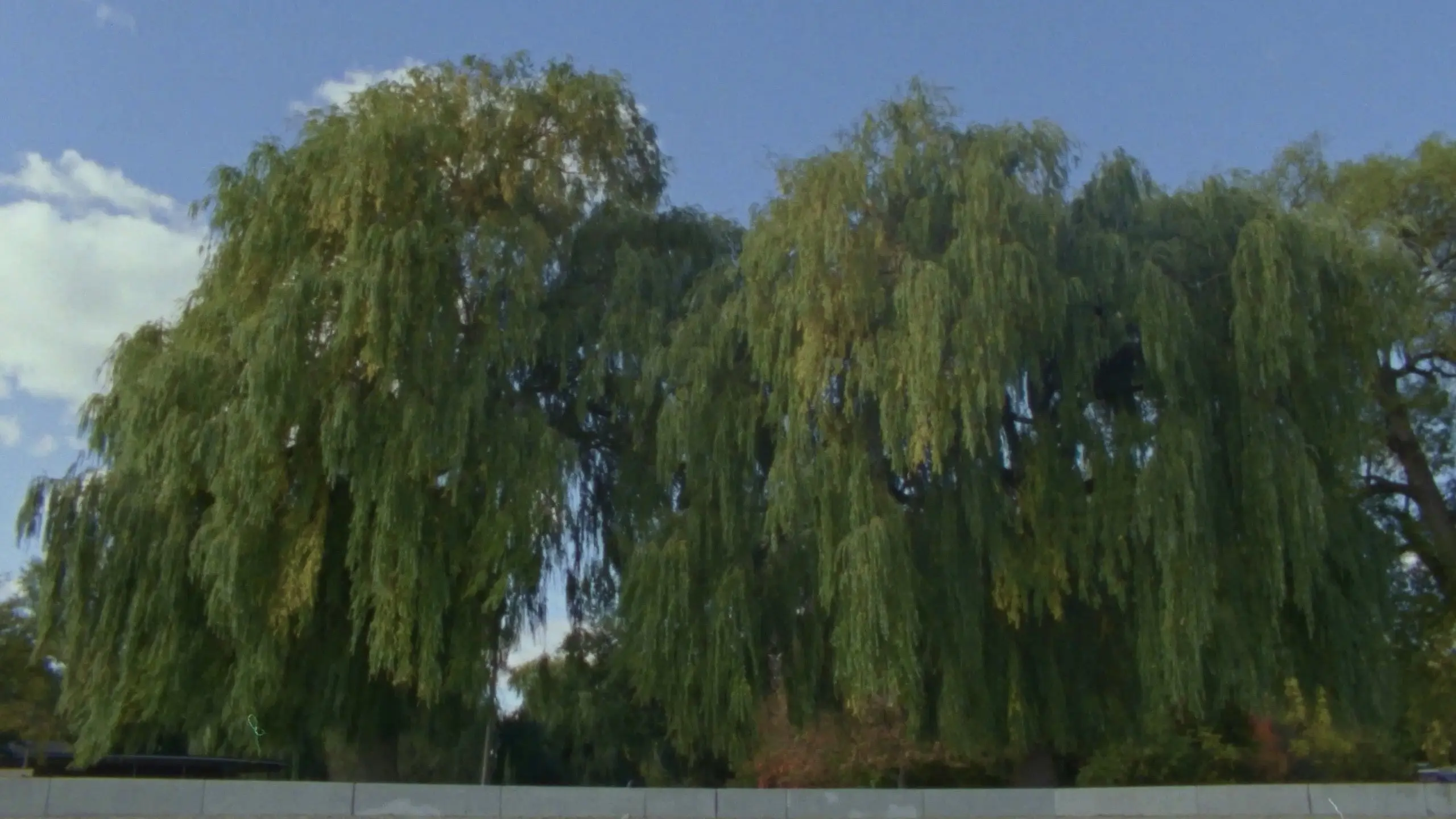 Willow World backdrop