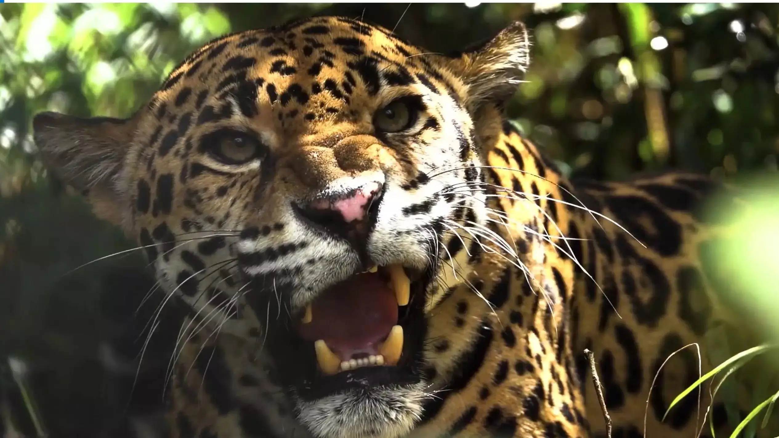 Expedition Artenschutz - Auf der Spur des Jaguars backdrop