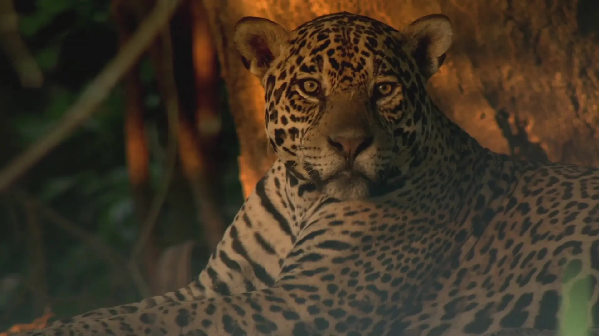 Jaguars of the Pantanal backdrop