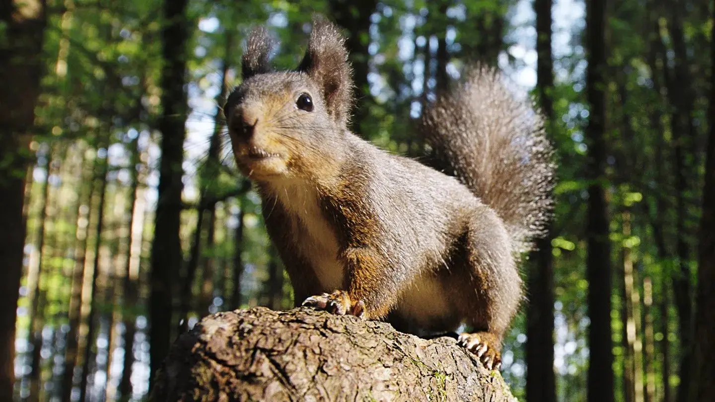 Going Nuts: Tales from the Squirrel World backdrop
