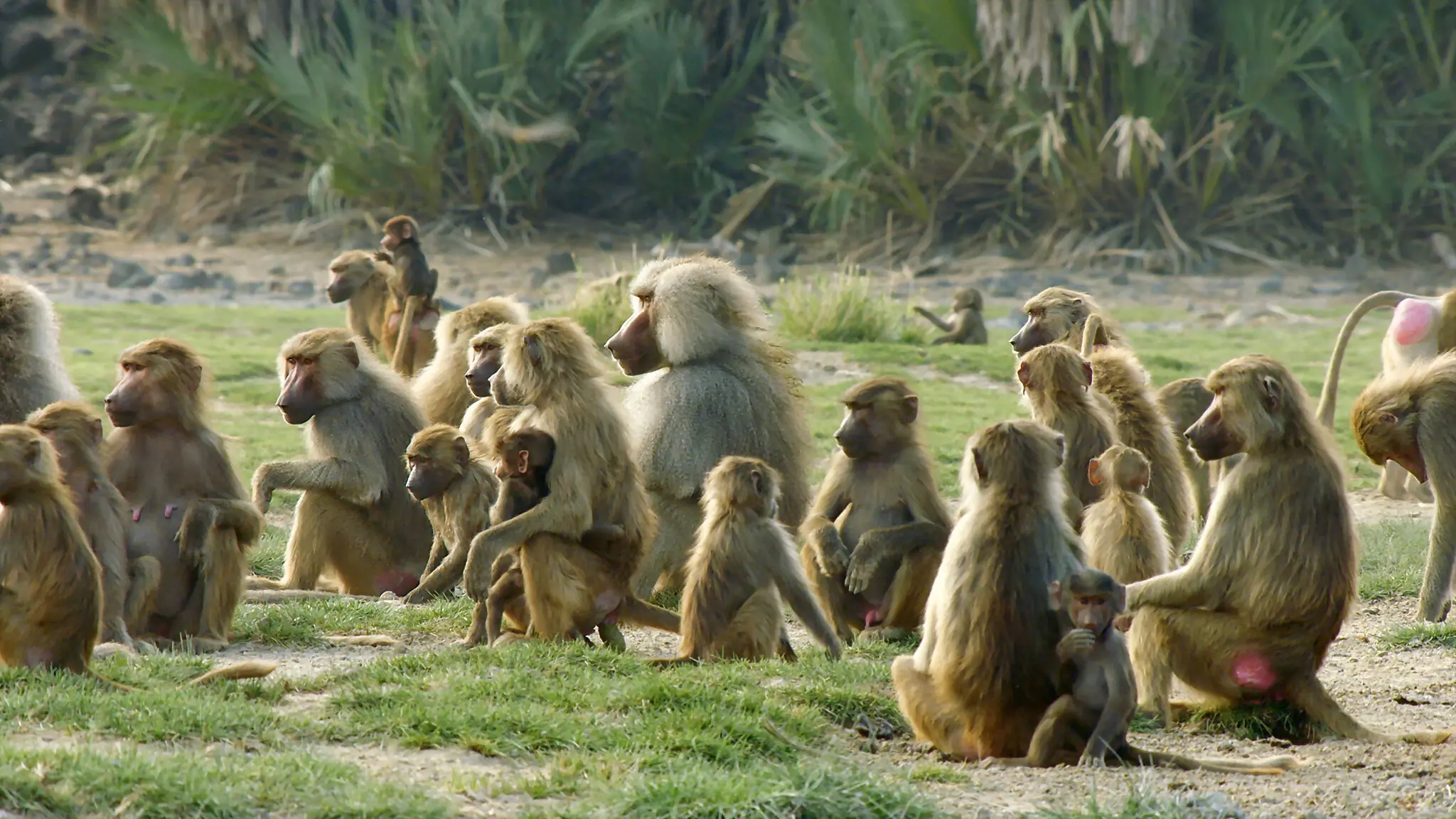 Baboons: Rules of the Troop backdrop