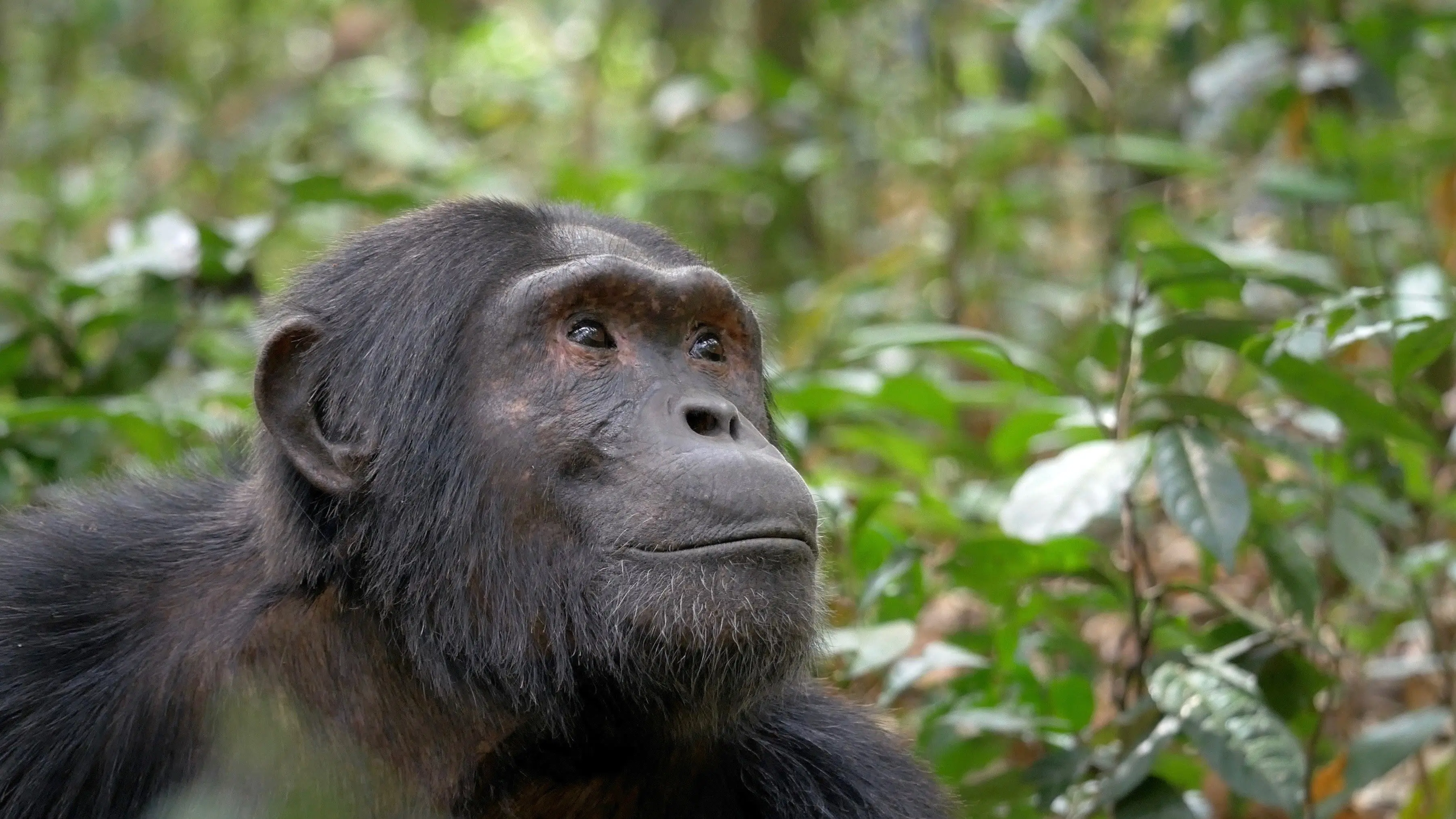 Ouganda, le regard d'un chimpanzé backdrop