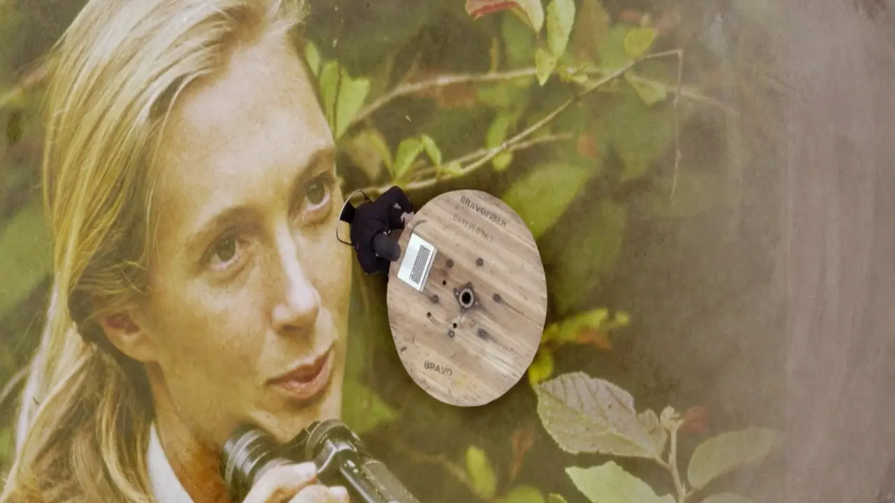 Jane Goodall : Comment sauver les animaux backdrop