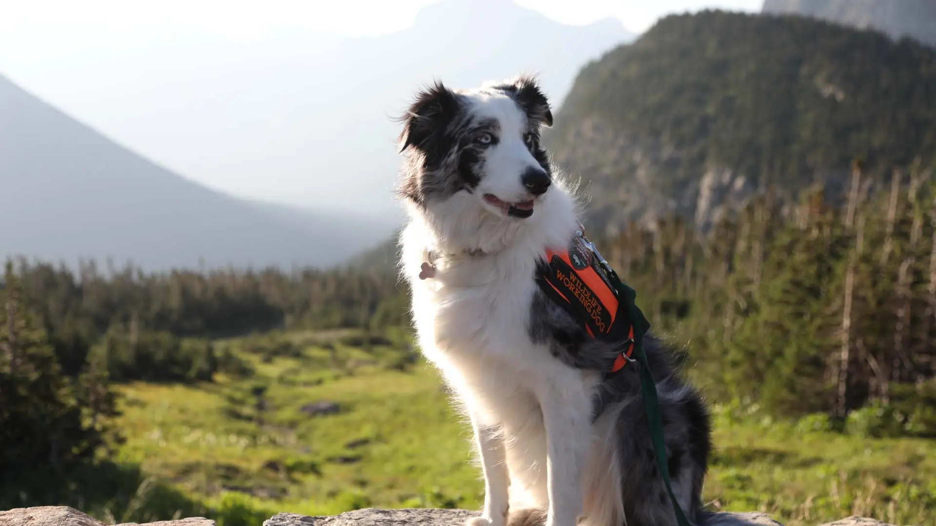 Dogs with Extraordinary Jobs backdrop