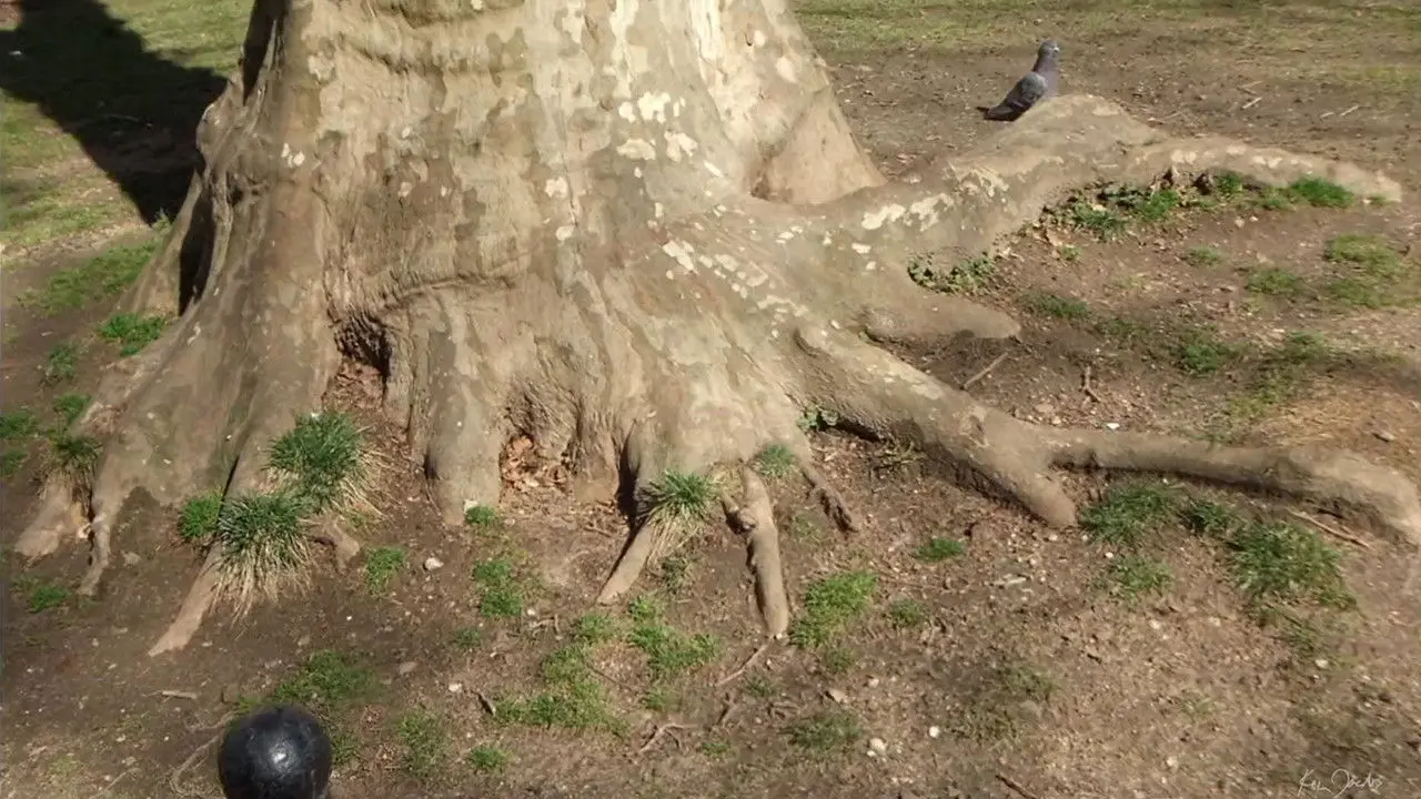 Roots of Manhattan backdrop