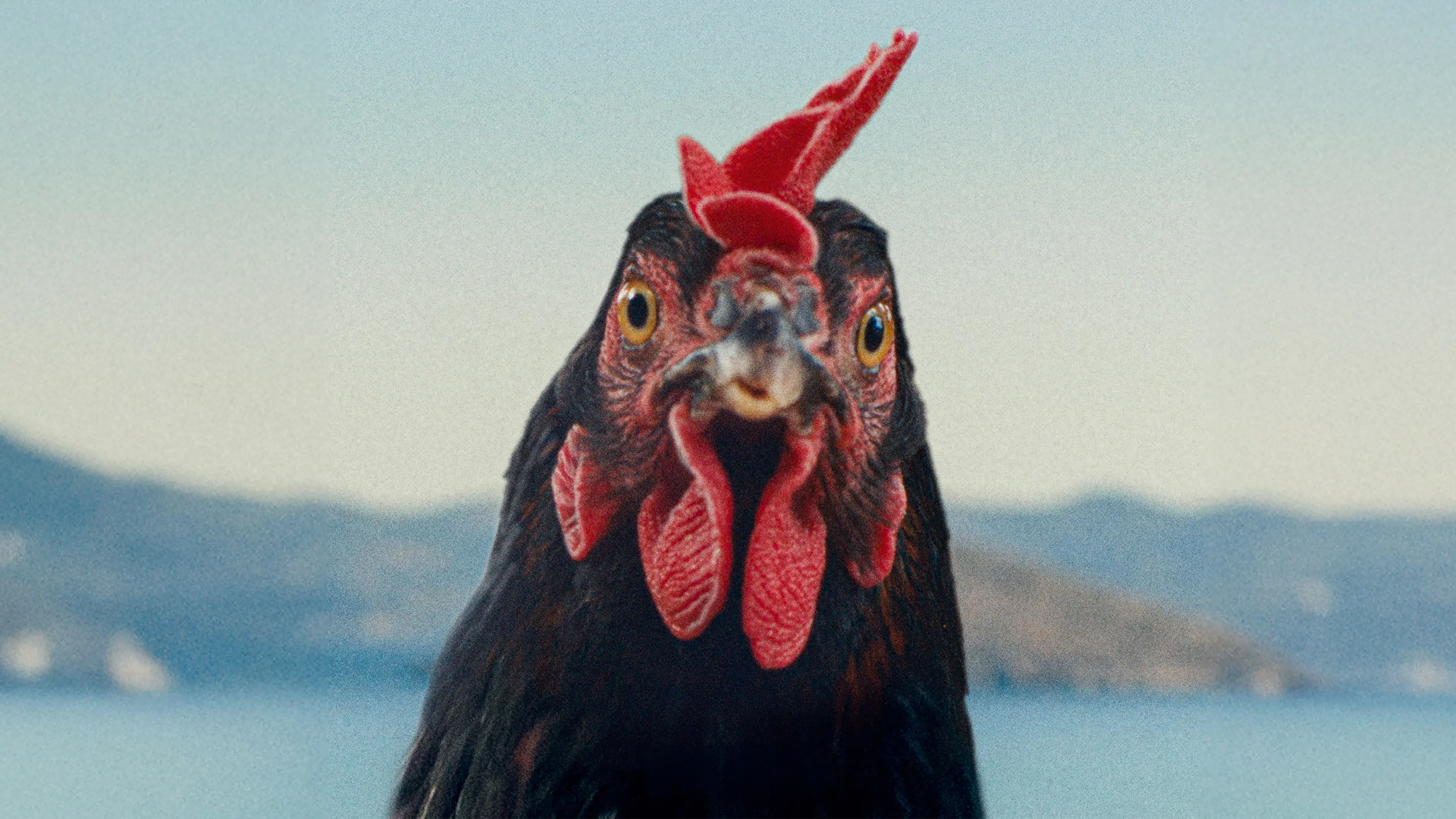 Hen backdrop