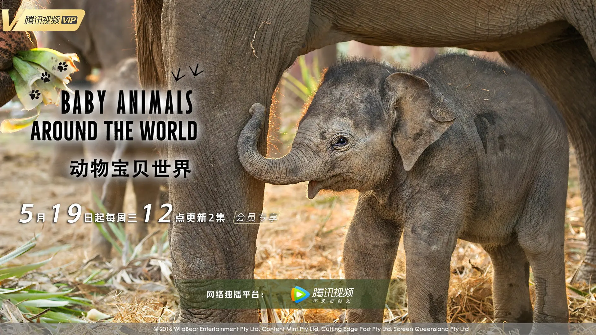Baby Animals Around the World backdrop