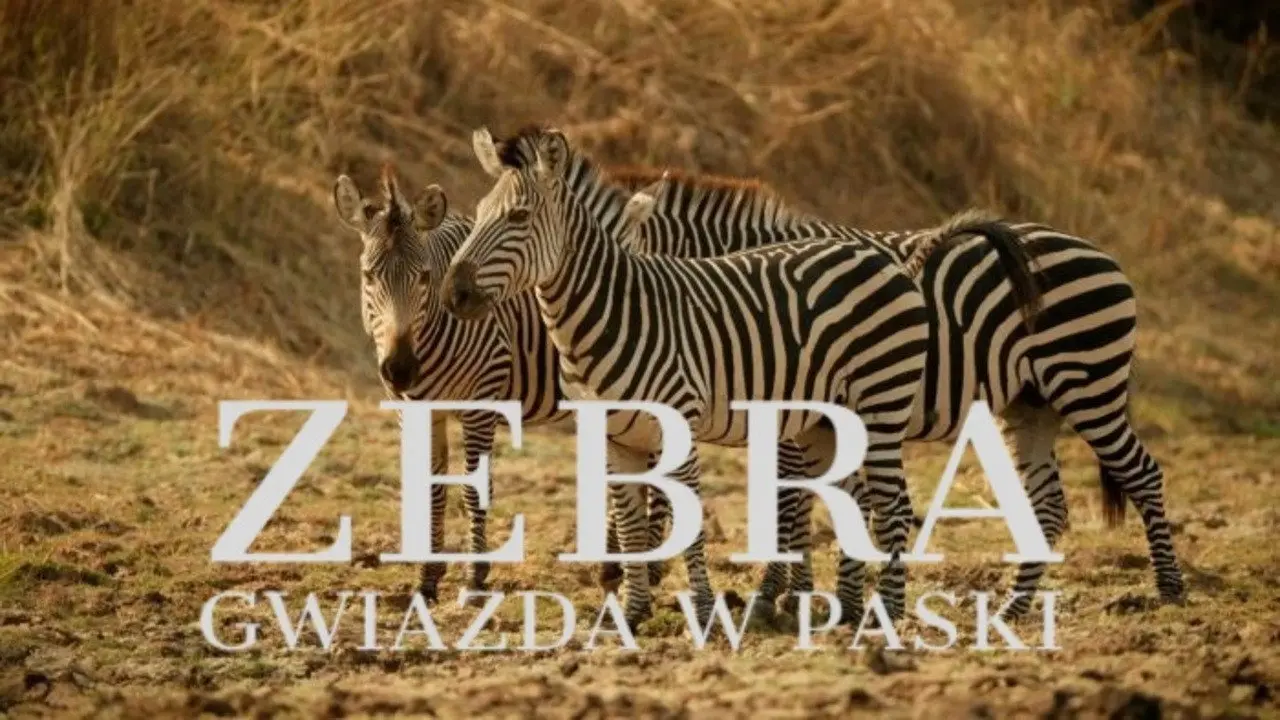 Zebras of the Serengeti backdrop