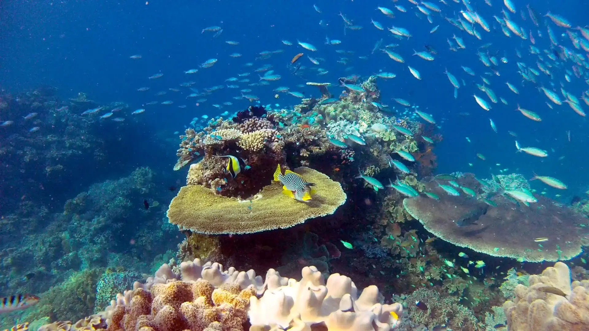 Great Barrier Reef with David Attenborough backdrop