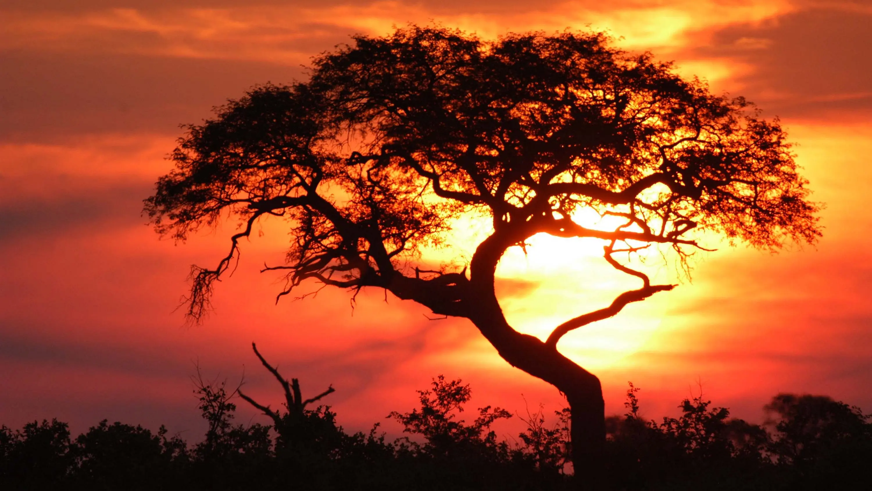 Kouzlo Afriky backdrop