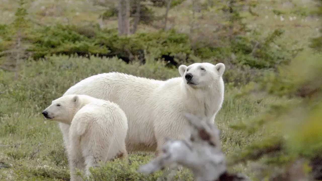 Kanadas Nationalparks backdrop