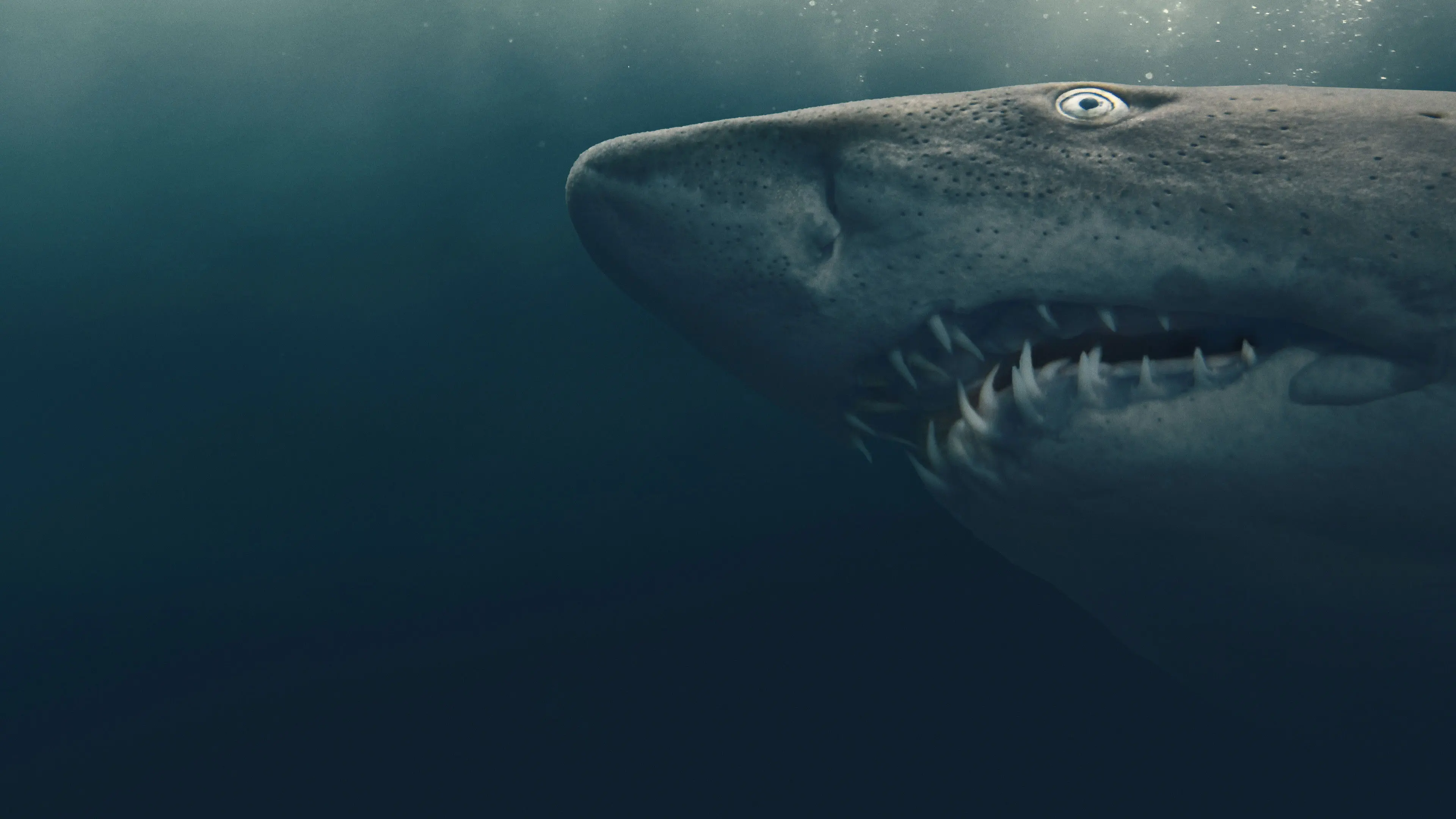 Shark Quest: Hunt For The Apex Predator backdrop