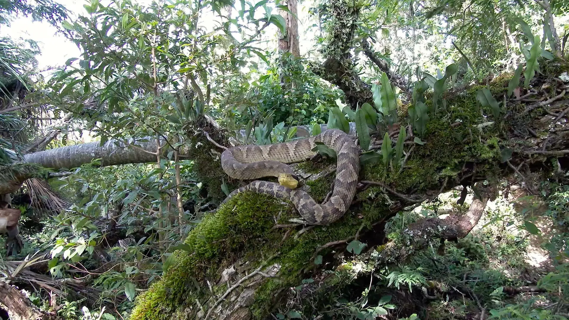 The Unknown Snake of Bolivia backdrop