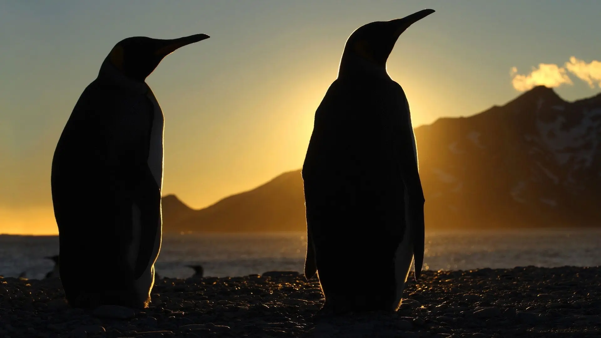 Frozen Planet backdrop