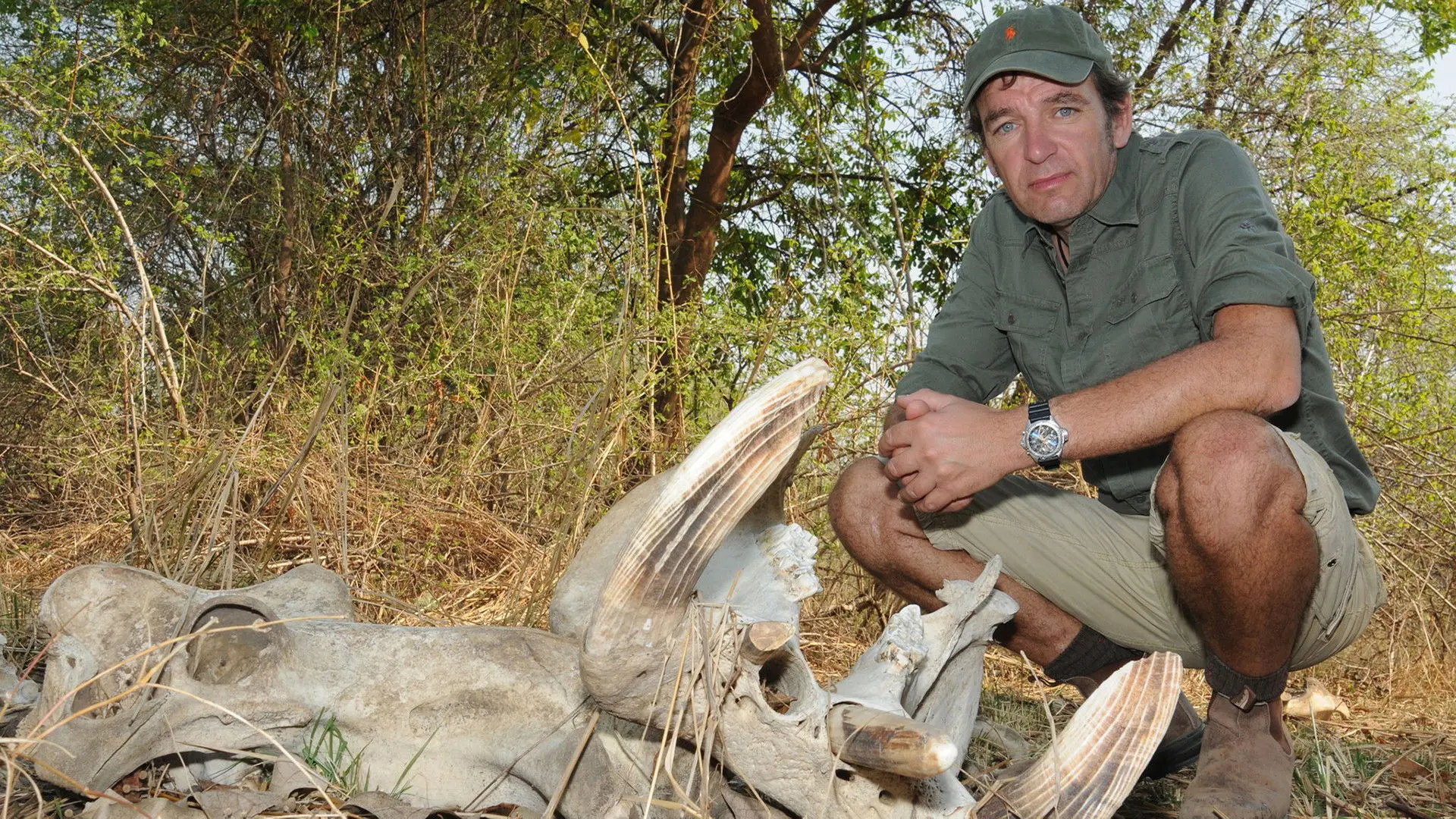 Hippo: Wild Feast Live backdrop