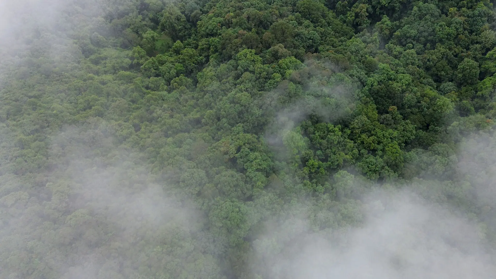 El bosque entre la niebla backdrop