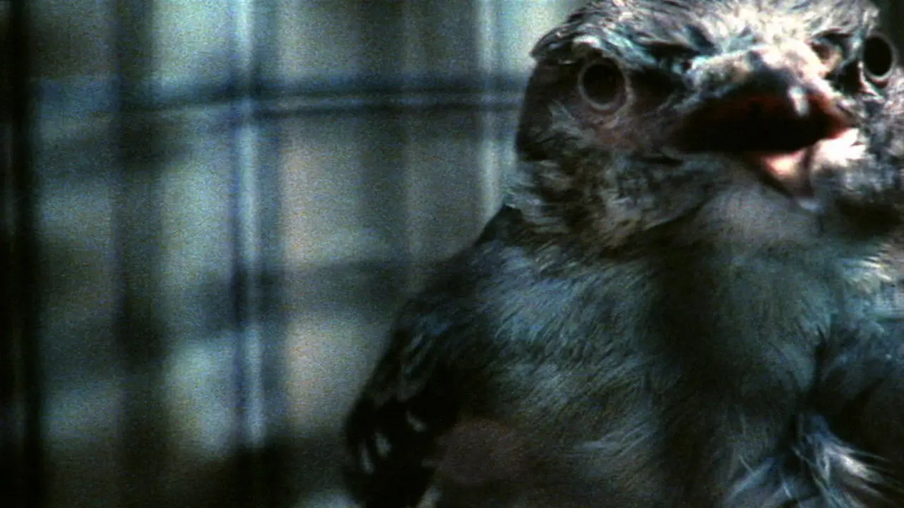 O'er the Land backdrop