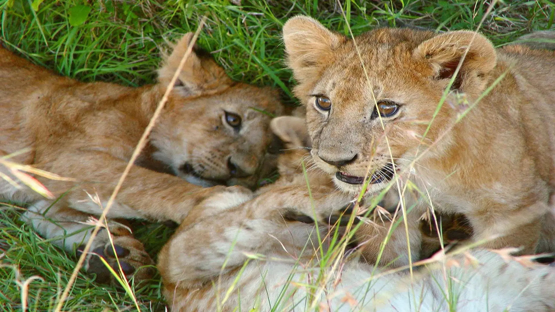 Safari Vet School backdrop