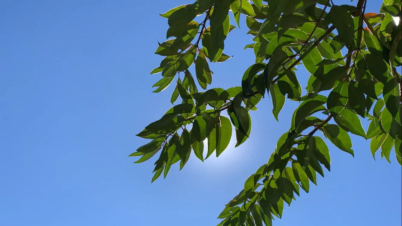 O morto-vivo backdrop