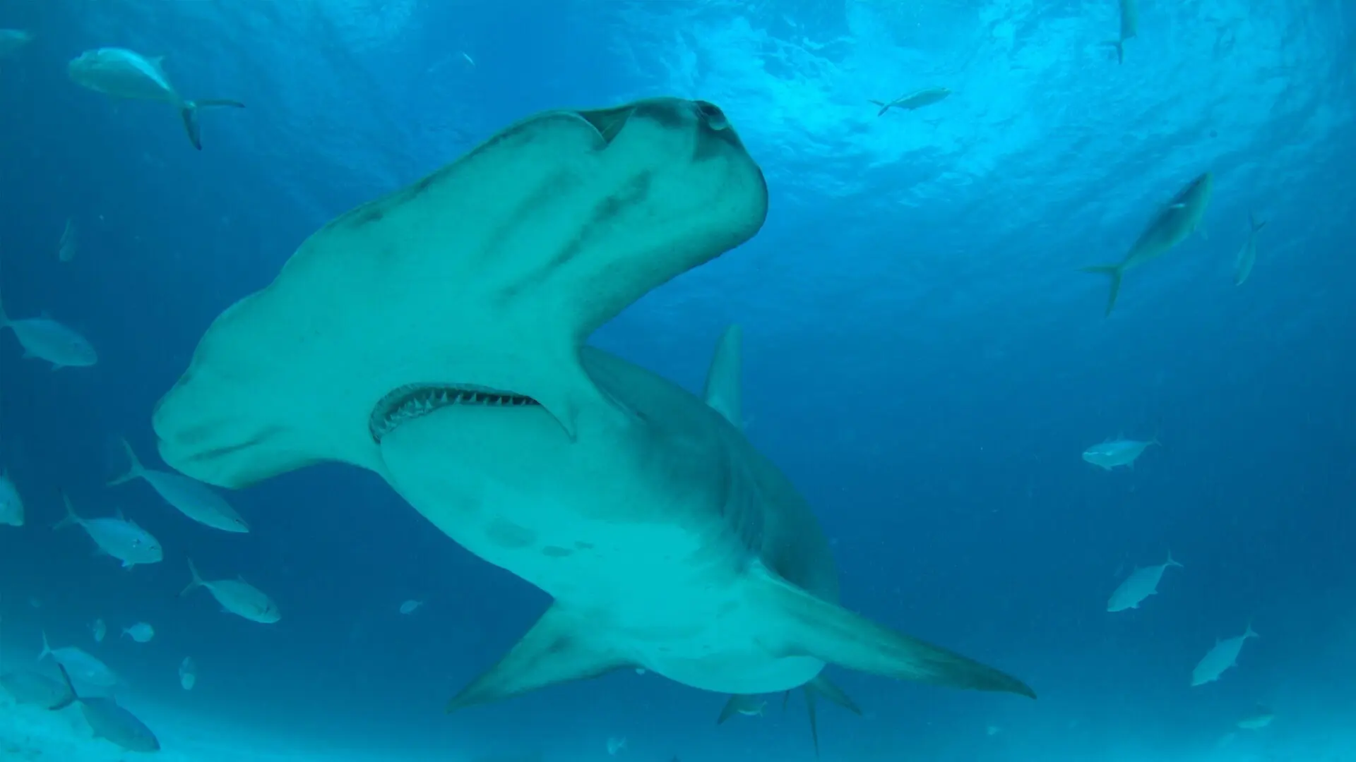 Mega Hammerhead: Ultimate Predator backdrop