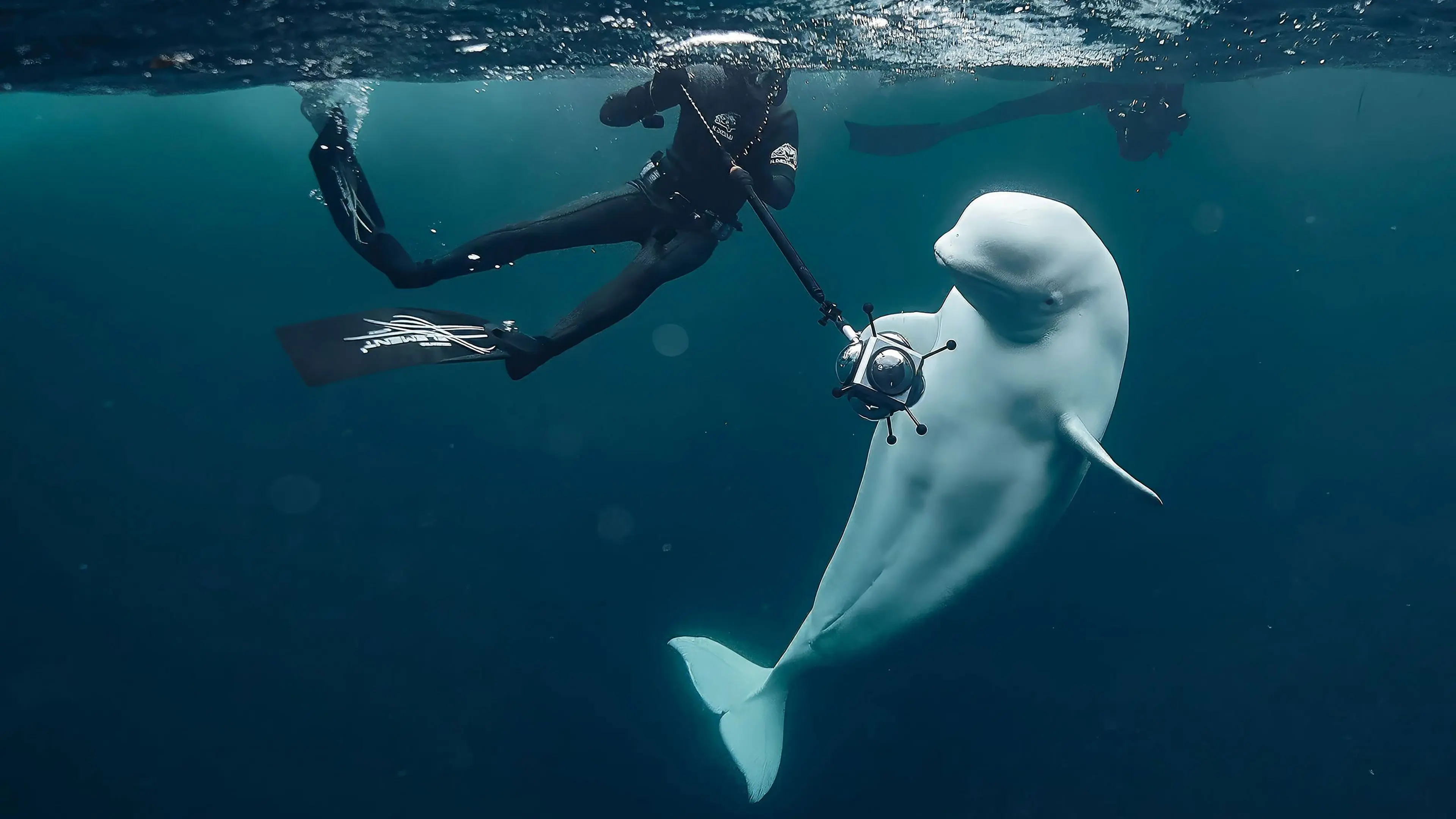 #Hvaldimir, Conversation With a Spy Whale backdrop