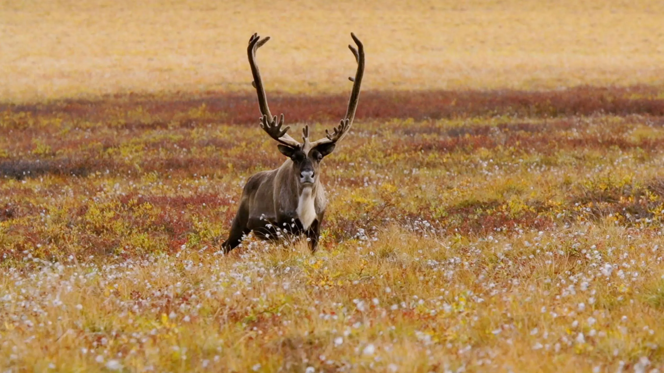 Ultimate Zoo backdrop
