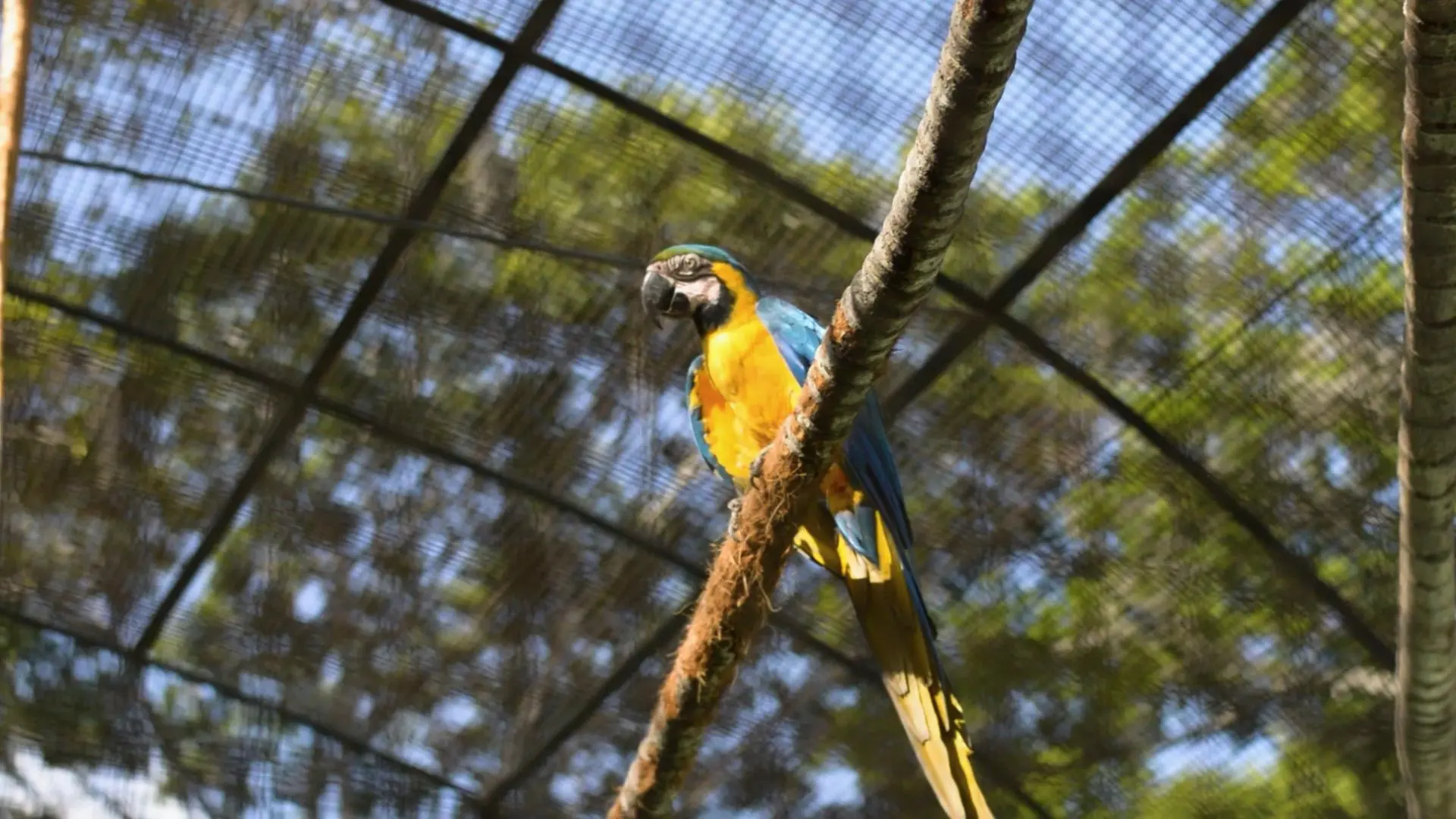 Guacamayas: El vuelo en una ciudad que no deja de crecer backdrop