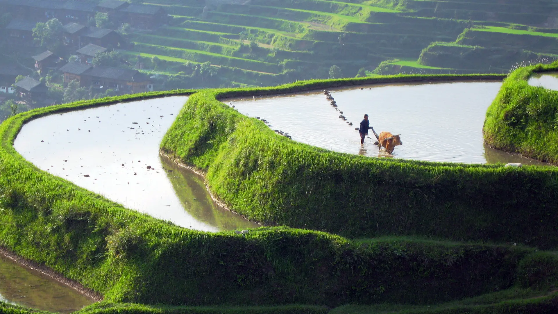 Wild China backdrop