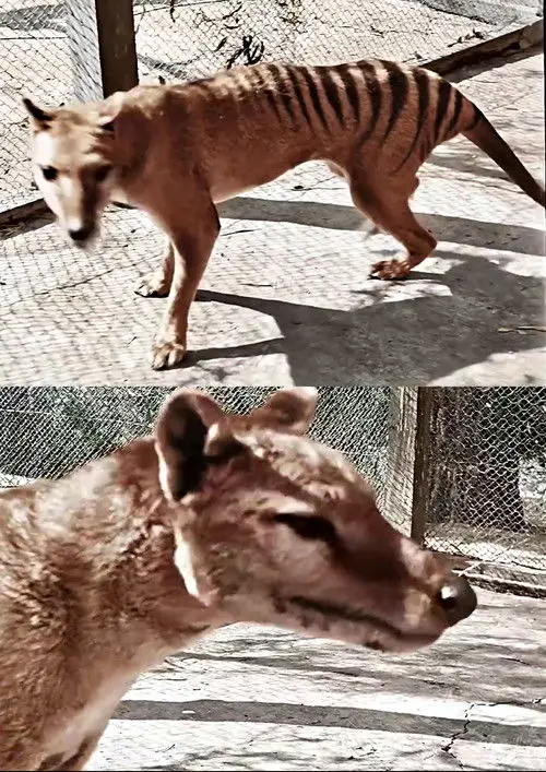 Tasmanian Tiger in Colour