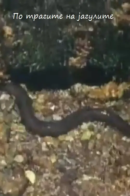 Following the Traces of the Eels