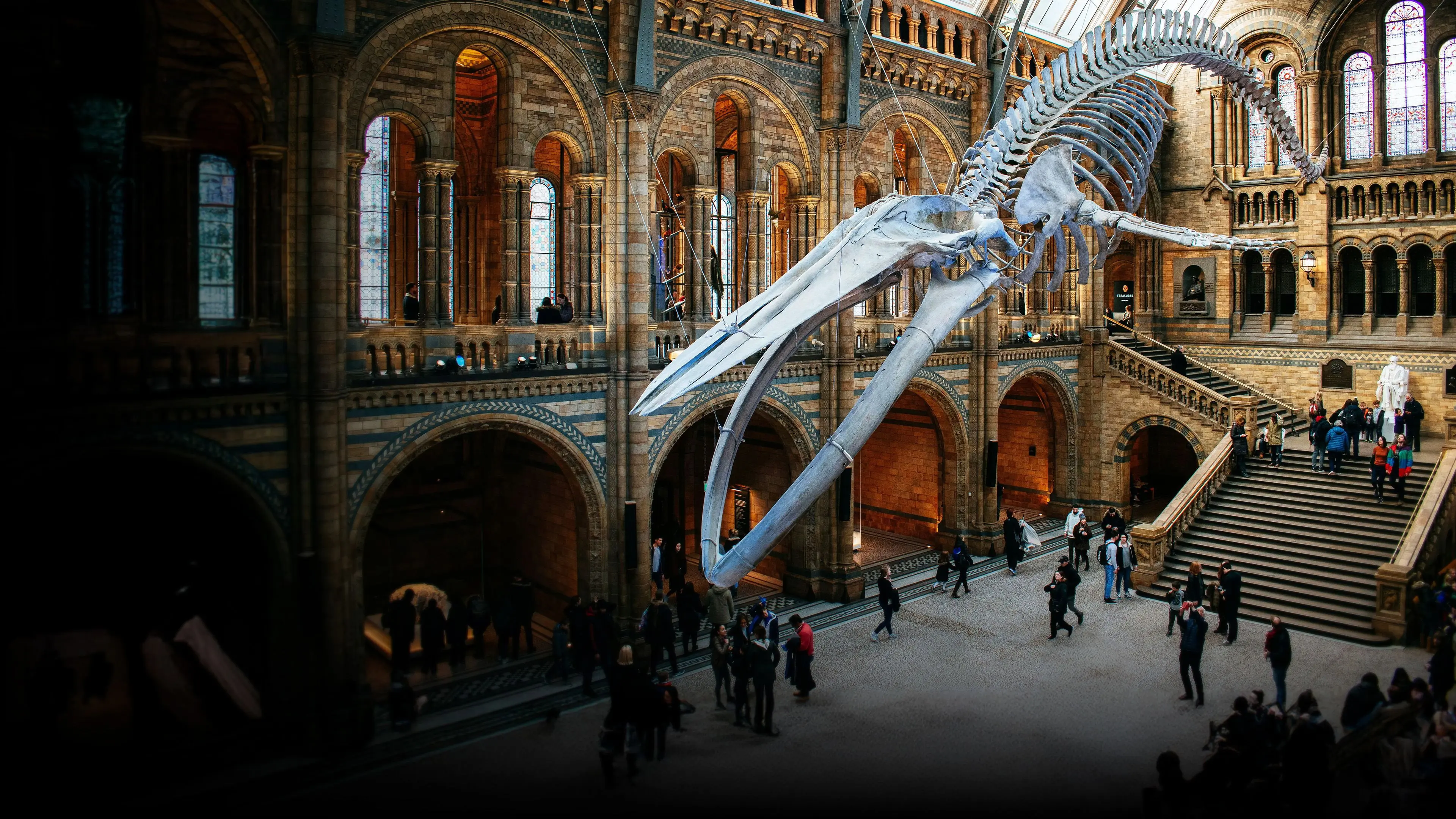 Natural History Museum: World of Wonder backdrop