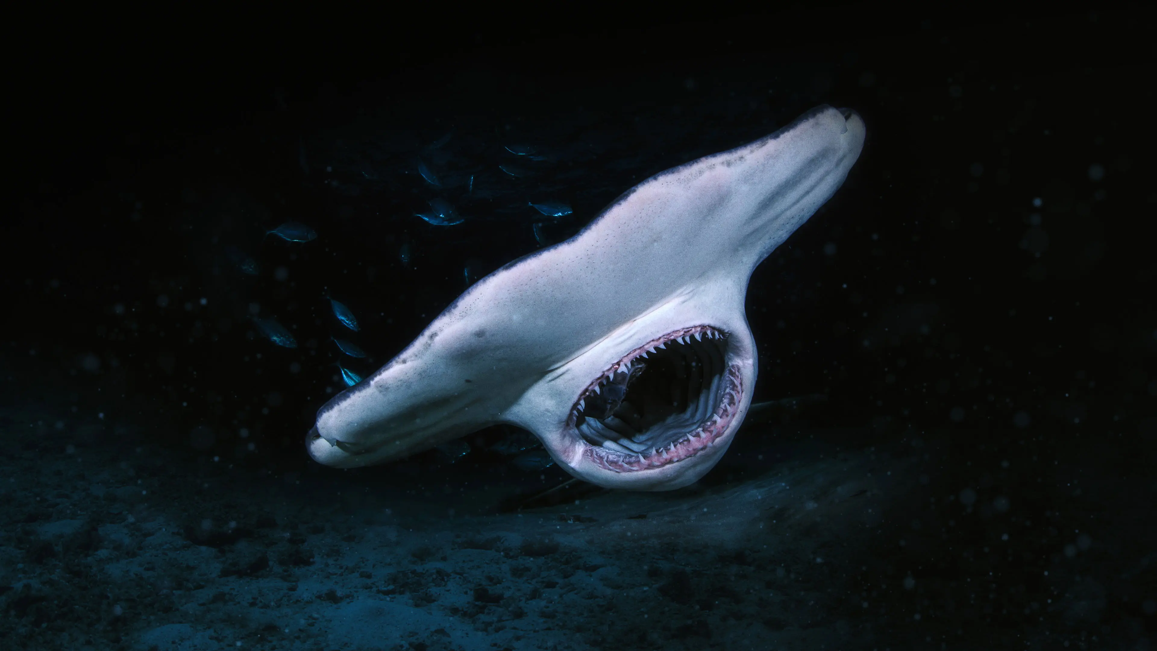 When Sharks Attack... and Why backdrop