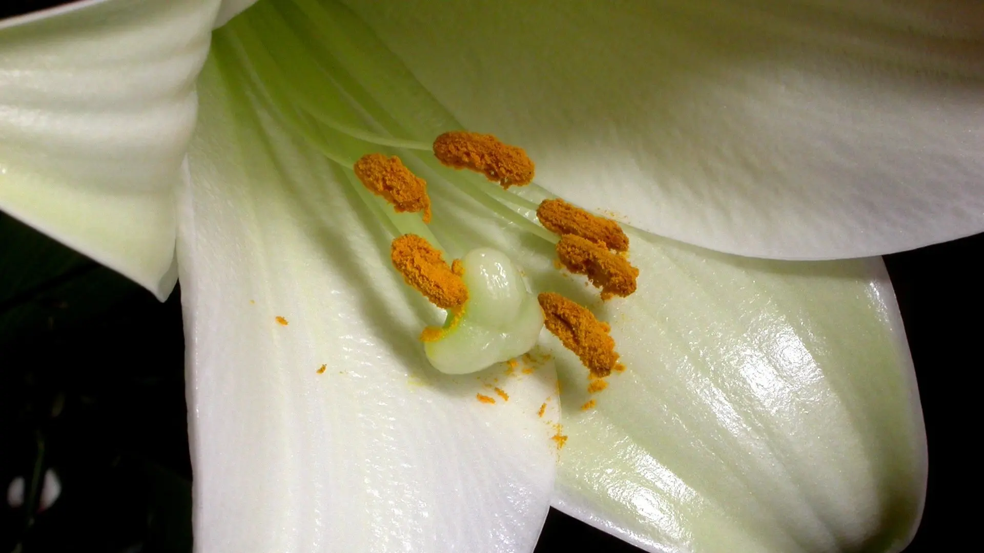 The Private Life of Plants backdrop