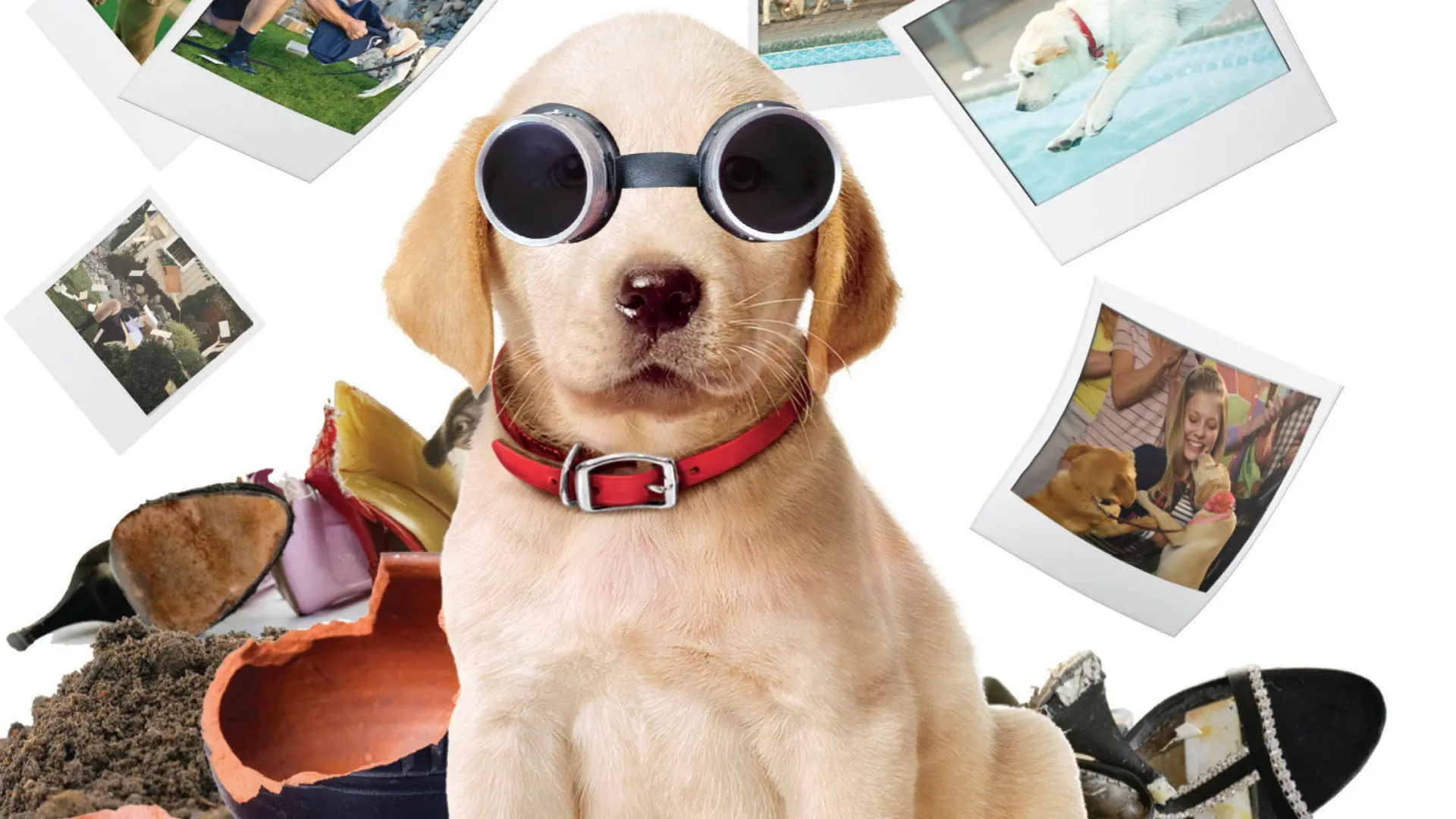 Marley & Me: The Puppy Years backdrop